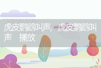 虎皮鹦鹉叫声，虎皮鹦鹉叫声 播放