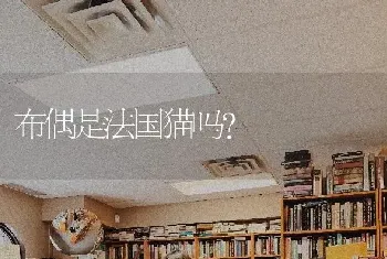 布偶是法国猫吗？