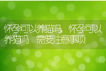 怀孕可以养猫吗，怀孕可以养猫吗 需要注意事项