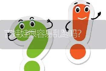 吉娃娃很容易乱跑吗？