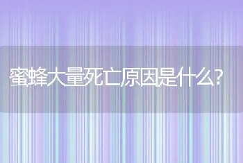 蜜蜂大量死亡原因是什么？