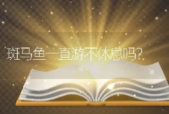 斑马鱼一直游不休息吗？