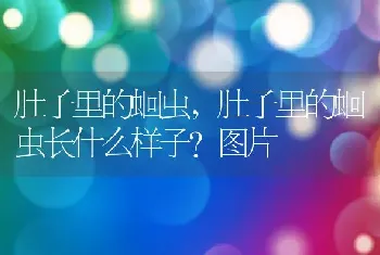 肚子里的蛔虫，肚子里的蛔虫长什么样子？图片