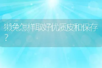 獭兔怎样取好优质皮和保存？