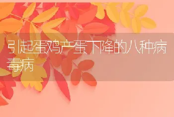 引起蛋鸡产蛋下降的八种病毒病