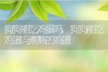 狗狗能吃鸡蛋吗，狗狗能吃鸡蛋吗煮熟的鸡蛋