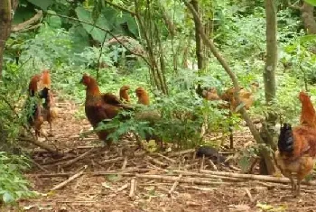 土鸡的综合性防治措施与消毒