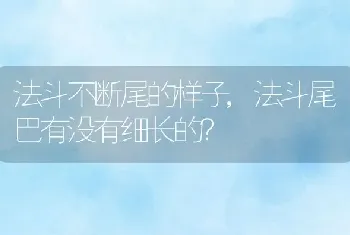 法斗不断尾的样子，法斗尾巴有没有细长的？