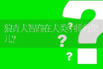 狼青犬智商在犬类中排行第几？