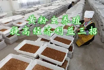 黄粉虫养殖提高经济利益三招