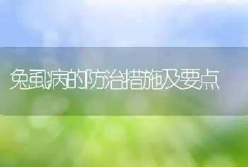 兔虱病的防治措施及要点