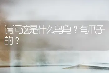 请问这是什么乌龟？有爪子的？