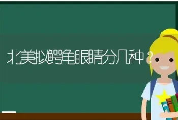 北美拟鳄龟眼睛分几种？