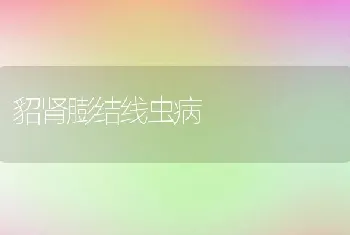 貂肾膨结线虫病