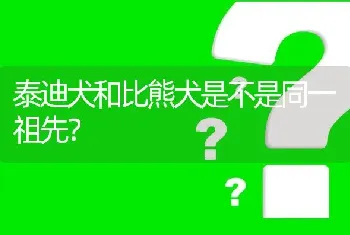 泰迪犬和比熊犬是不是同一祖先？