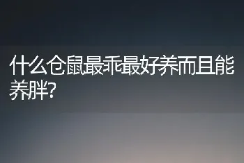 养宠经验：布偶猫拉稀禁食多久，猫咪拉稀禁食24？