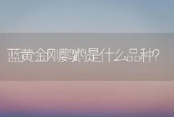 蓝黄金刚鹦鹉是什么品种？