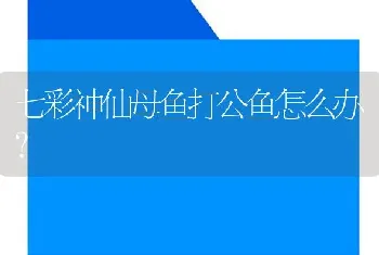 七彩神仙母鱼打公鱼怎么办？