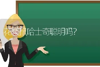 花枝鼠哈士奇聪明吗？