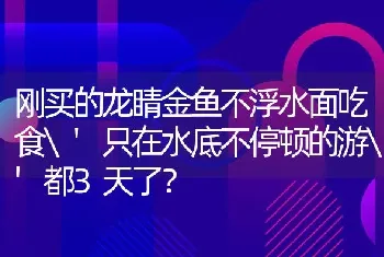 刚买的龙睛金鱼不浮水面吃食'只在水底不停顿的游'都3天了？