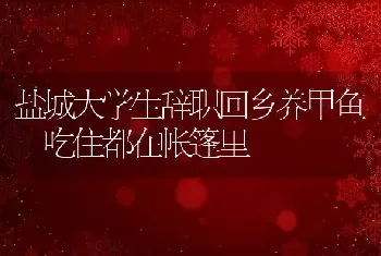 盐城大学生辞职回乡养甲鱼 吃住都在帐篷里