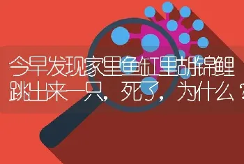 今早发现家里鱼缸里胡锦鲤跳出来一只，死了，为什么？