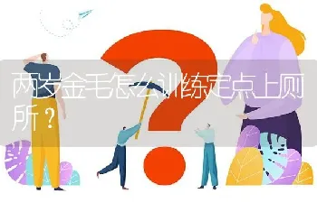 两岁金毛怎么训练定点上厕所？