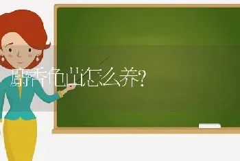 麝香龟苗怎么养？