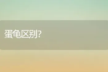 蛋龟区别？