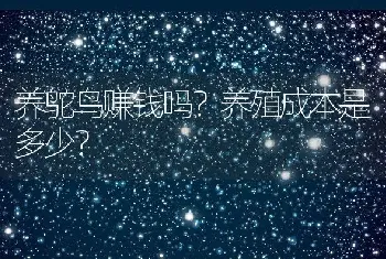 养鸵鸟赚钱吗？养殖成本是多少？