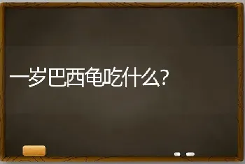 一岁巴西龟吃什么？