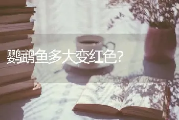 鹦鹉鱼多大变红色？