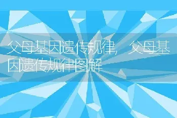 父母基因遗传规律，父母基因遗传规律图解