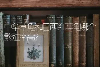 中华草龟和巴西红耳龟哪个繁殖率高？