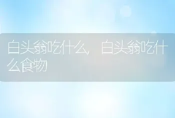 白头翁吃什么，白头翁吃什么食物