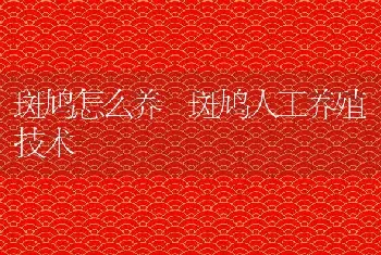 斑鸠怎么养 斑鸠人工养殖技术