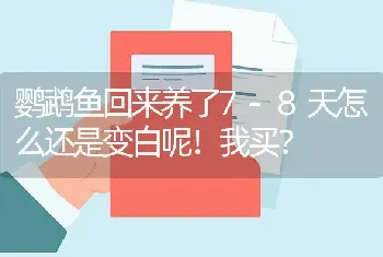 鹦鹉鱼回来养了7-8天怎么还是变白呢！我买？