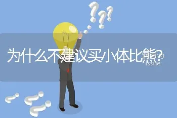 为什么不建议买小体比熊？