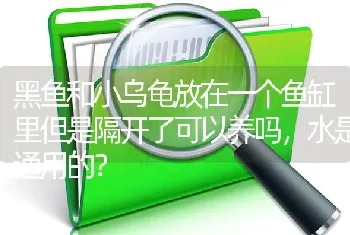 黑鱼和小乌龟放在一个鱼缸里但是隔开了可以养吗，水是通用的？