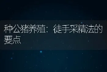 种公猪养殖：徒手采精法的要点