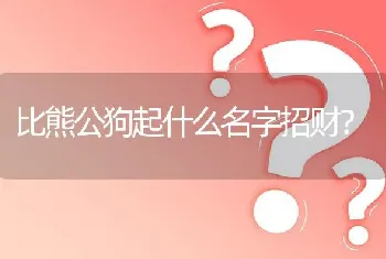 比熊公狗起什么名字招财？