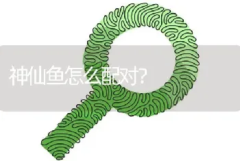 神仙鱼怎么配对？