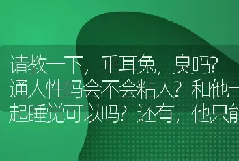 请教一下，垂耳兔，臭吗?通人性吗会不会粘人?和他一起睡觉可以吗?还有，他只能吃兔粮吗？