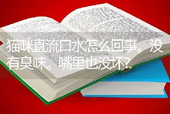 猫咪直流口水怎么回事。没有臭味。嘴里也没坏？