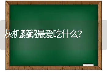 灰机鹦鹉最爱吃什么？