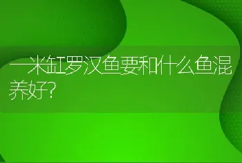 宫娥金鱼的由来？