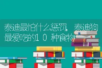 泰迪最怕什么惩罚，泰迪狗最爱吃的10种食物