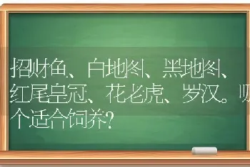 招财鱼、白地图、黑地图、红尾皇冠、花老虎、罗汉。哪个适合饲养？