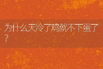 为什么天冷了鸡就不下蛋了？