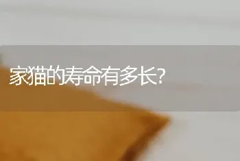 家猫的寿命有多长？